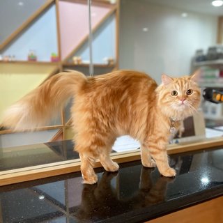 PF115675 - Domestic Long Hair Cat