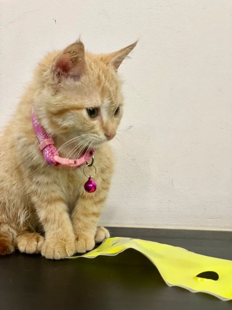 Ginger Sweetie Girl - Domestic Short Hair Cat