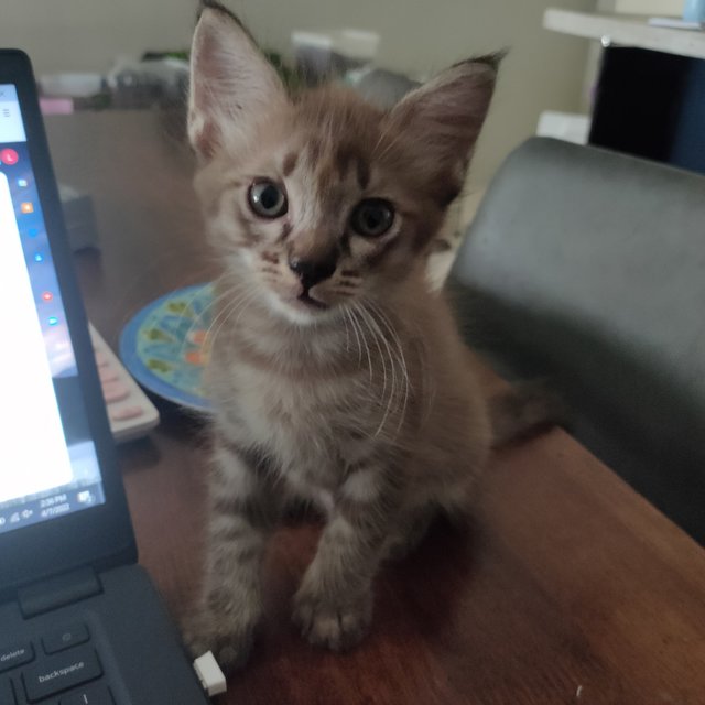 Gremlin  - Domestic Medium Hair + Burmese Cat