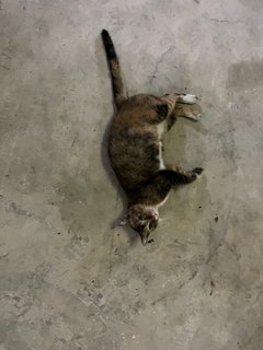 Florida  - Calico Cat