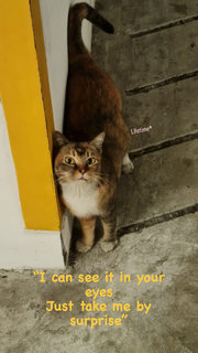 Florida  - Calico Cat