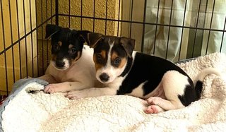 Milo &amp; Mira - Mixed Breed Dog