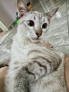 Simba (Siamese Handsome Sliver 🦊 ) - Siamese Cat