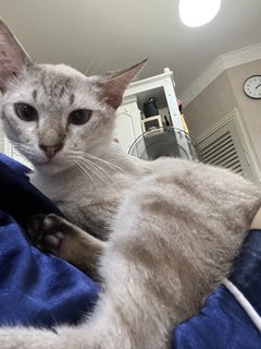 Simba (Siamese Handsome Sliver 🦊 ) - Siamese Cat