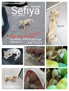 Sefiya - Mixed Breed Dog