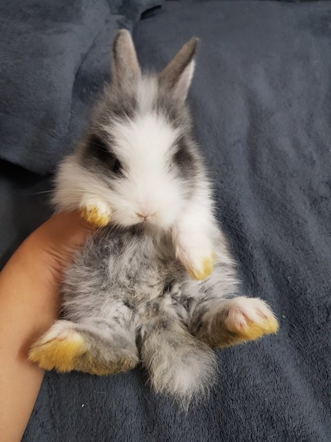 Angora Rabbit + Lionhead Bunnies Sold - 1 Year 1 Month, PF115759 from ...