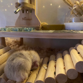 Miko - Short Dwarf Hamster Hamster