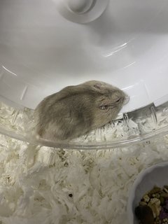 Miko - Short Dwarf Hamster Hamster