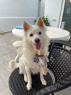 Xiao Bai - Mixed Breed Dog