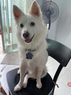 Xiao Bai - Mixed Breed Dog