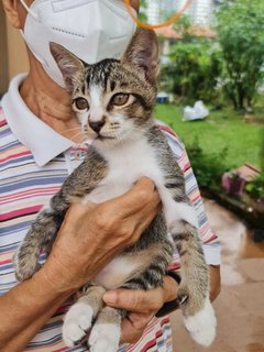 Girly - Domestic Short Hair Cat