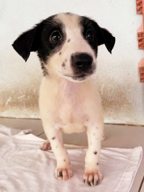 Oreo &amp; Mia - English Pointer Mix Dog