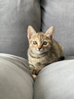 Penelope - Domestic Short Hair Cat