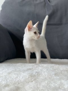 Elsa - Domestic Short Hair Cat