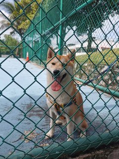 Teh Bing - Shiba Inu Dog