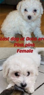 Pink  - Poodle Mix Dog