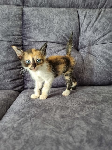 Kitten 2 - Calico Cat