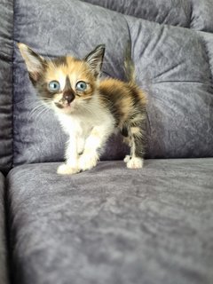 Kitten 2 - Calico Cat