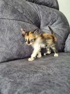 Kitten 2 - Calico Cat