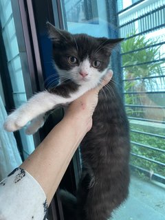 Barry - British Shorthair Cat