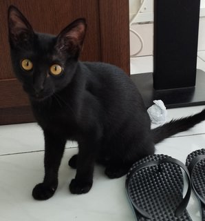 Mochi - Domestic Short Hair + Bombay Cat