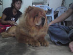 Chow Chow - Chow Chow Dog