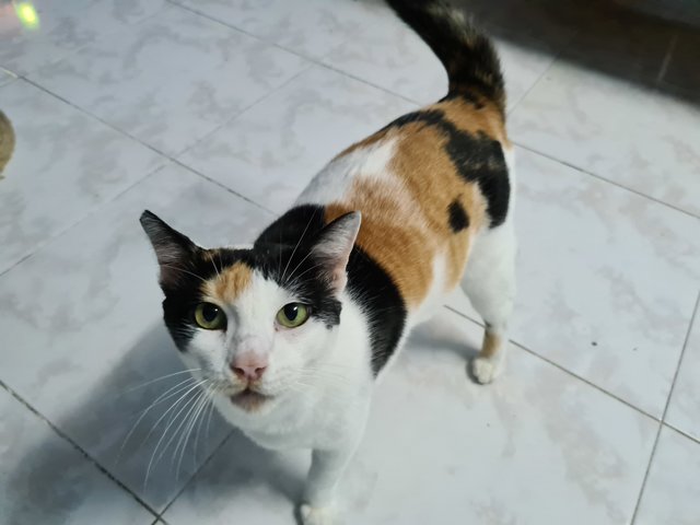 Sunny - Calico Cat