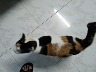 Sunny - Calico Cat