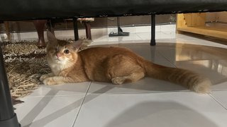 Oyen - Domestic Medium Hair Cat