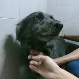 Blackie - Mixed Breed Dog