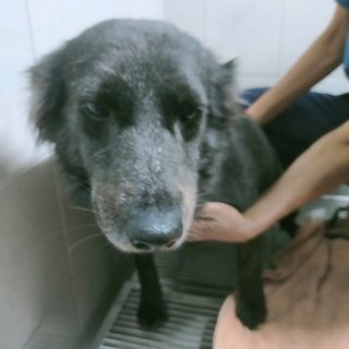 Blackie - Mixed Breed Dog