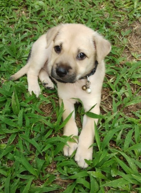 Gracie - Black Mouth Cur Mix Dog