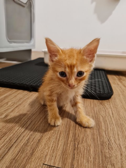 Simba - Calico + Tabby Cat