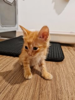 Simba - Calico + Tabby Cat