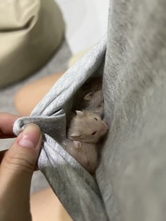 Winter White Gold - Short Dwarf Hamster Hamster