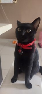 The Dark Knight - Domestic Short Hair Cat