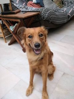 Jacky - Mixed Breed Dog