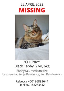 Chonky - Domestic Medium Hair Cat