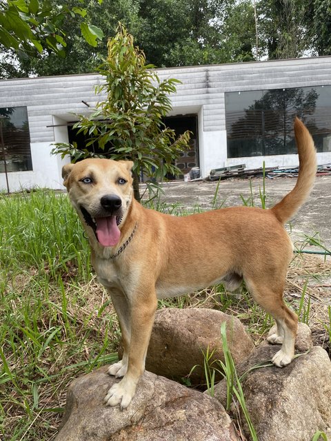 Leo The Adventurer - Mixed Breed Dog