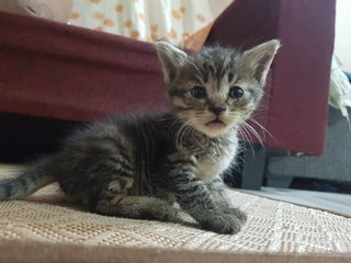 Bobot - Domestic Short Hair + Domestic Medium Hair Cat