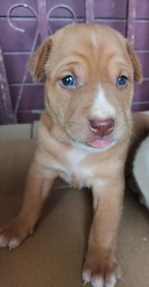 Angels - Mixed Breed Dog