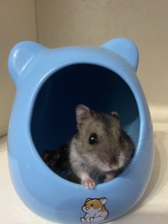 Mochi  - Roborovsky's Hamster Hamster