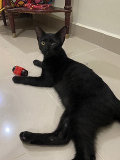 Omen  - Domestic Short Hair Cat