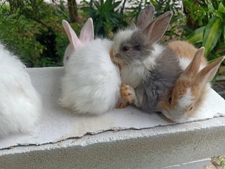 Bunny - Angora Rabbit + Lionhead Rabbit