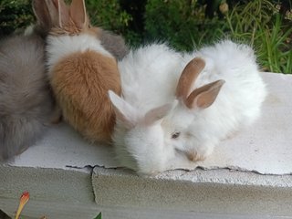 Bunny - Angora Rabbit + Lionhead Rabbit