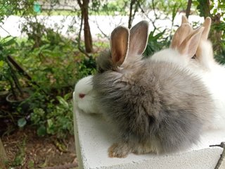 Bunny - Angora Rabbit + Lionhead Rabbit