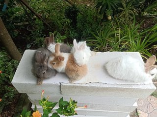 Bunny - Angora Rabbit + Lionhead Rabbit