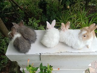 Bunny - Angora Rabbit + Lionhead Rabbit