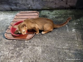 Puppy  - Domestic Medium Hair Cat