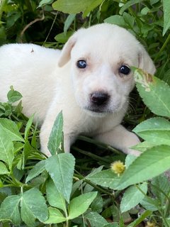 6 Week Old Puppies  - Mixed Breed Dog